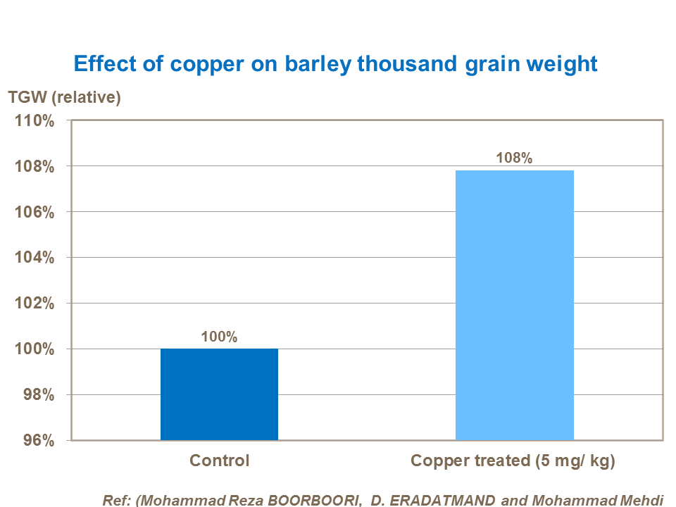Effect of copper on barley thousand grain weight