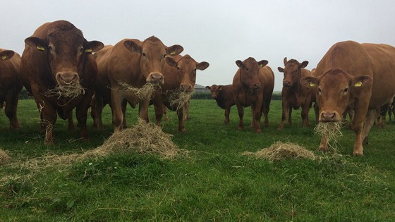 Tackling selenium deficiency on farm
