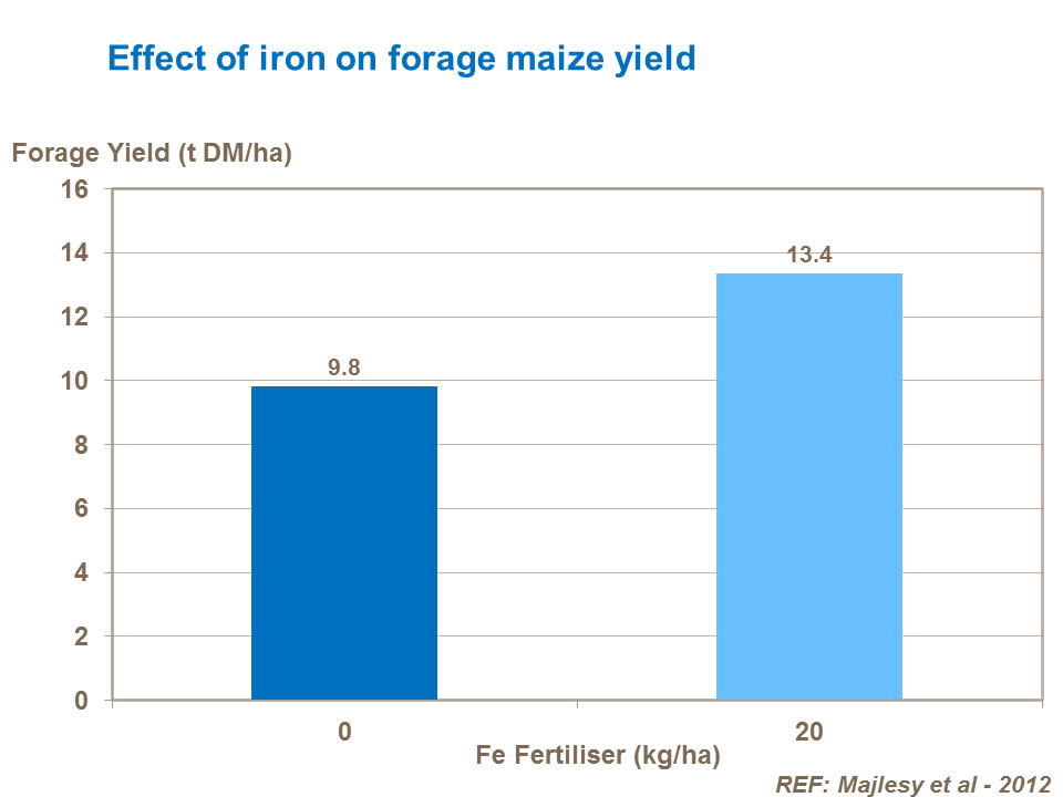 Effect of iron on forage maize yield
