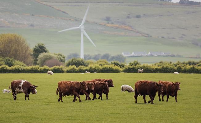 Cows and sheep in a field 