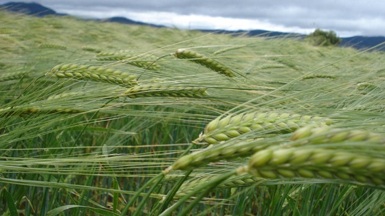 Applying fertilizer in dry conditions – A tricky decision?