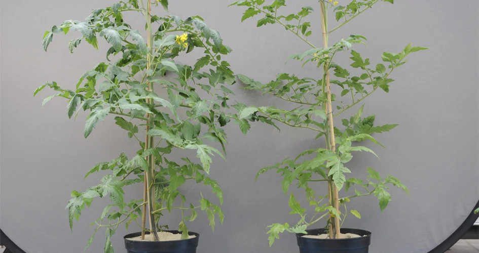 Tomato plants with optimum nutritional balance  