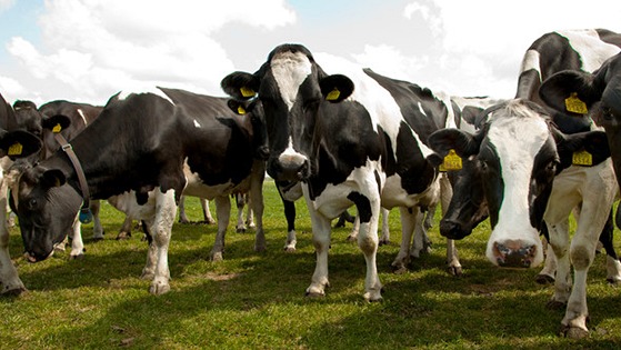 Planning for the first grazing rotation