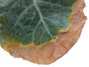 Potassium deficiency