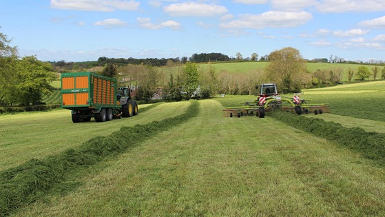 Interpreting grass sugar and nitrate levels for silage