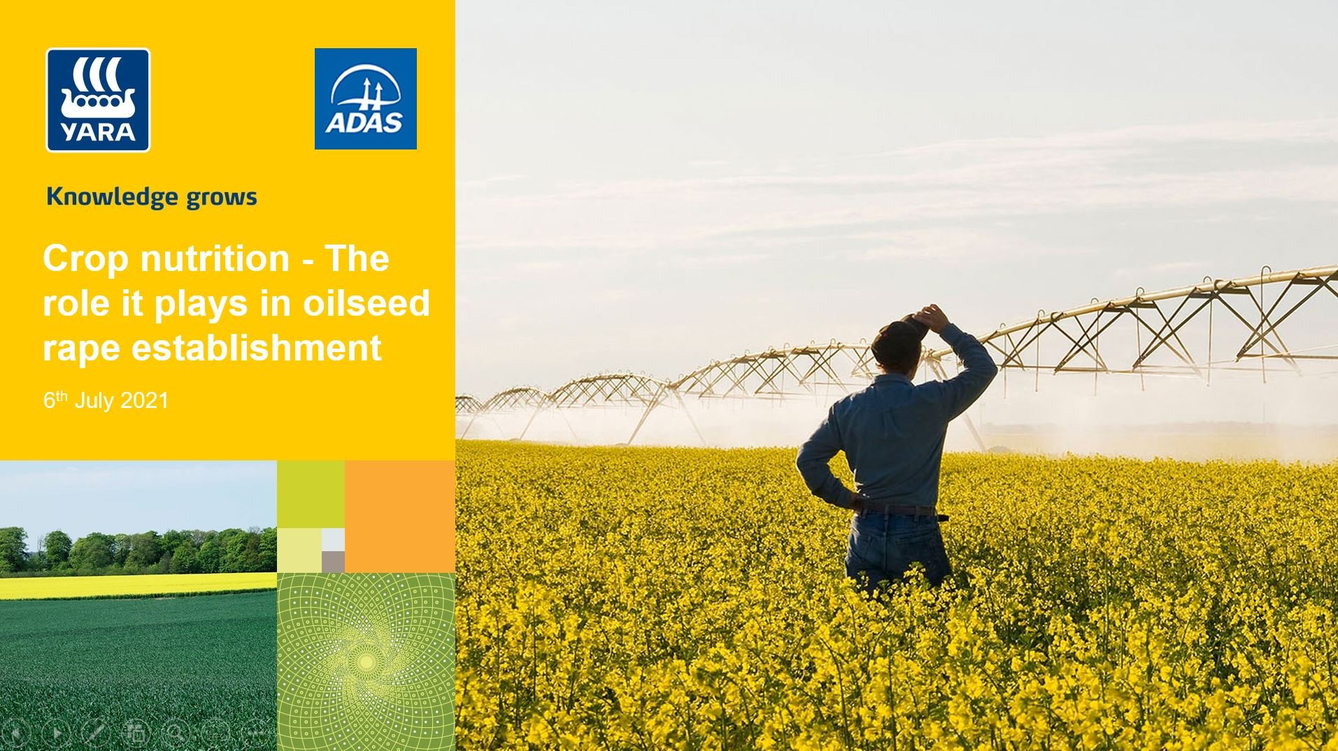 How does crop nutrition influence oilseed rape establishment