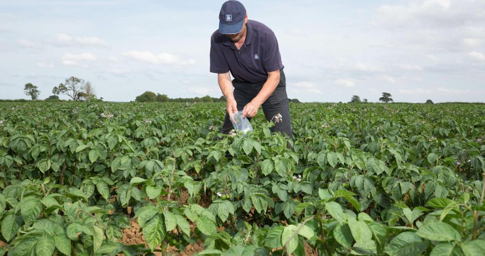 Yara Agronomist in a potato field taking a tissue analysis sample