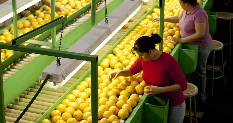 Workers on a food production line with fruit 