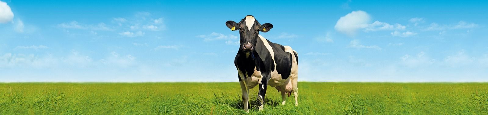 Animal nutrition