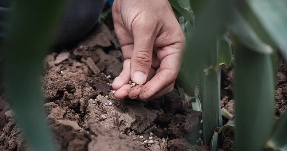 small pellet of fertiliser in the soil 