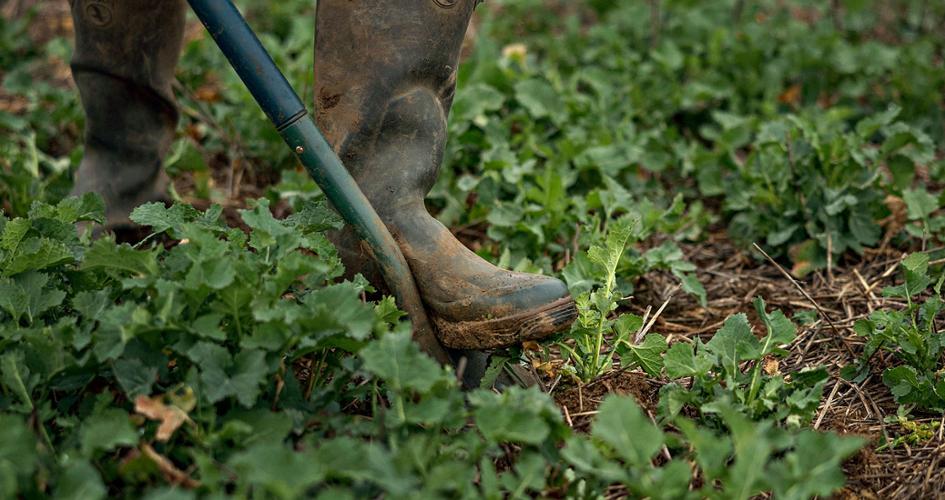 Soil analysis in a field