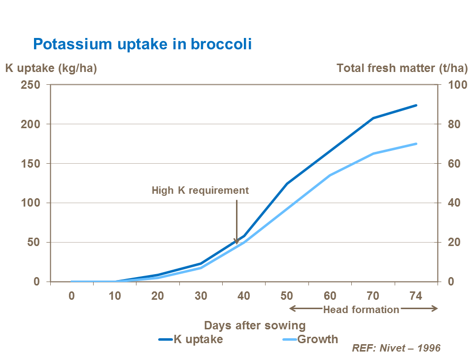 Potassium uptake in broccoli