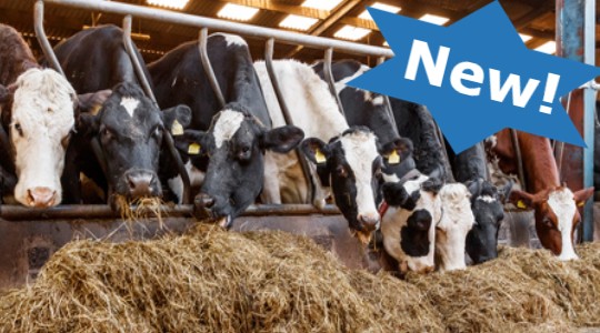 Animal feed minerals | Animal Nutrition | Bolifor | Yara UK