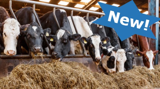 Animal feed minerals | Animal Nutrition | Bolifor | Yara UK Animal feed minerals | Animal Nutrition | Bolifor | Yara UK