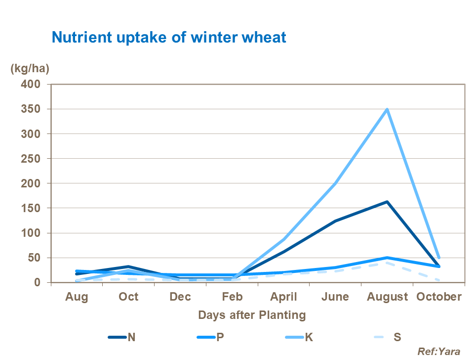 Nutrient uptake of winter wheat